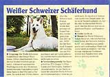 Weiße Schweizer Schäherhunde