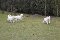 Destino Jack,Da Capo,Daily Joy