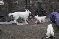 Coralie,Destino Jack