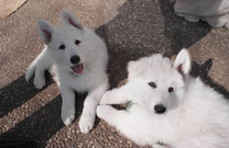 Davinia,Destino Jack 