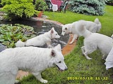 Weiße Schweitzer Schäferhunde am Teich