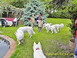 weiße Schweitzer Schäferhunde