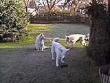 Drei Weiße Schweitzer Schäferhunde: Keona, Baru und Antayo